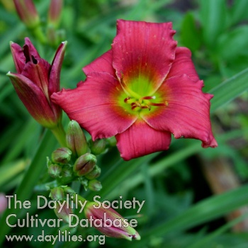 Daylily Chickens on the Porch